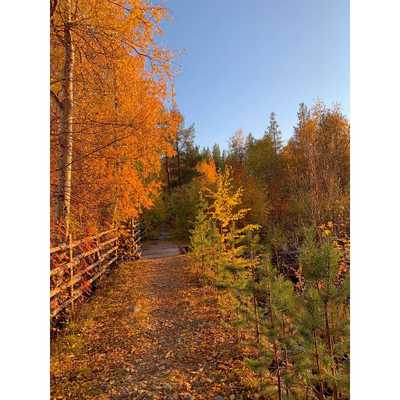 A show like no other! Lapland is giving its best right now and we can’t help but go out! #nellim #ruska #autumn #autumnvibes #autumnvibes🍁 #nature #naturephotography #landscape 
#photography #outdoors #wanderlust #explore #getoutside #ulkonaperillä #lapland #finland #visitlapland #lappi  #ourlapland #finnishnature #finnishmoments #ourfinland #onlyinlapland #laponie #finlandia #finland #suomenluonto #thisisfinland #kotimaassa #munlappi #inari